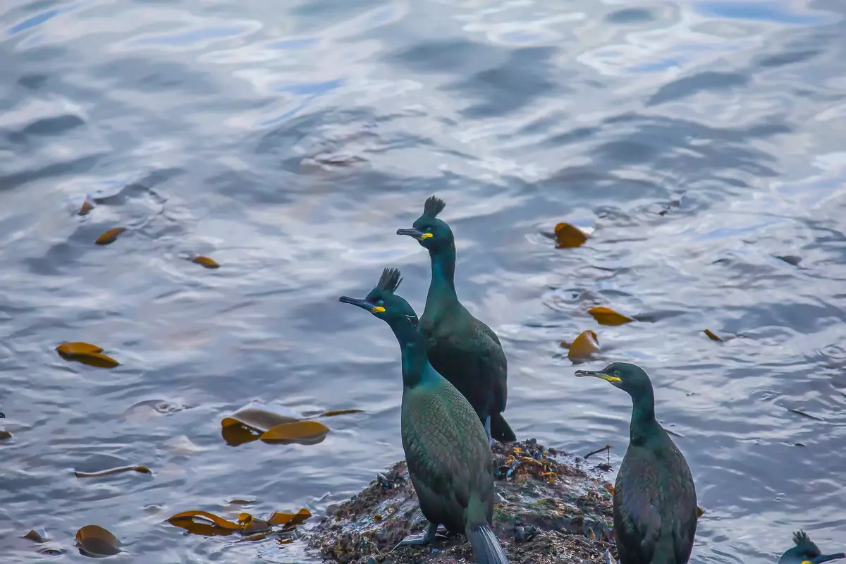 Image from excursion