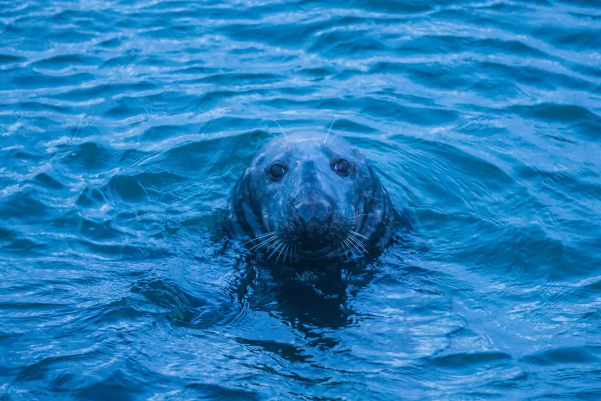 Image from excursion